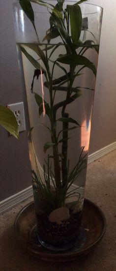 a plant in a glass vase filled with water and rocks on the floor next to a wall