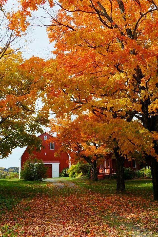 a red barn surrounded by trees with leaves on the ground