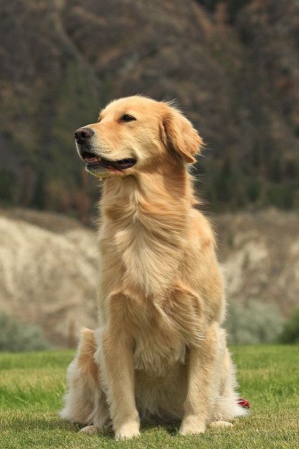 a golden retriever sitting in the grass