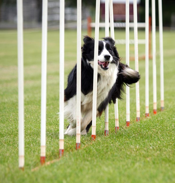 a black and white dog jumping over some poles