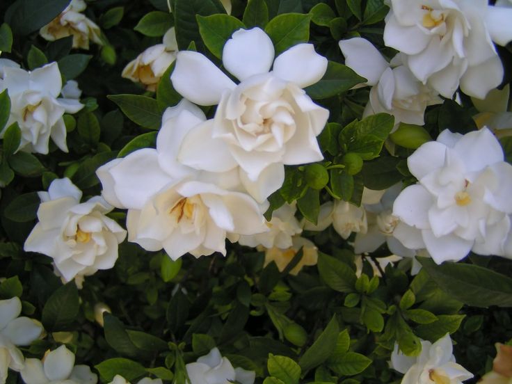 white flowers with green leaves in the background