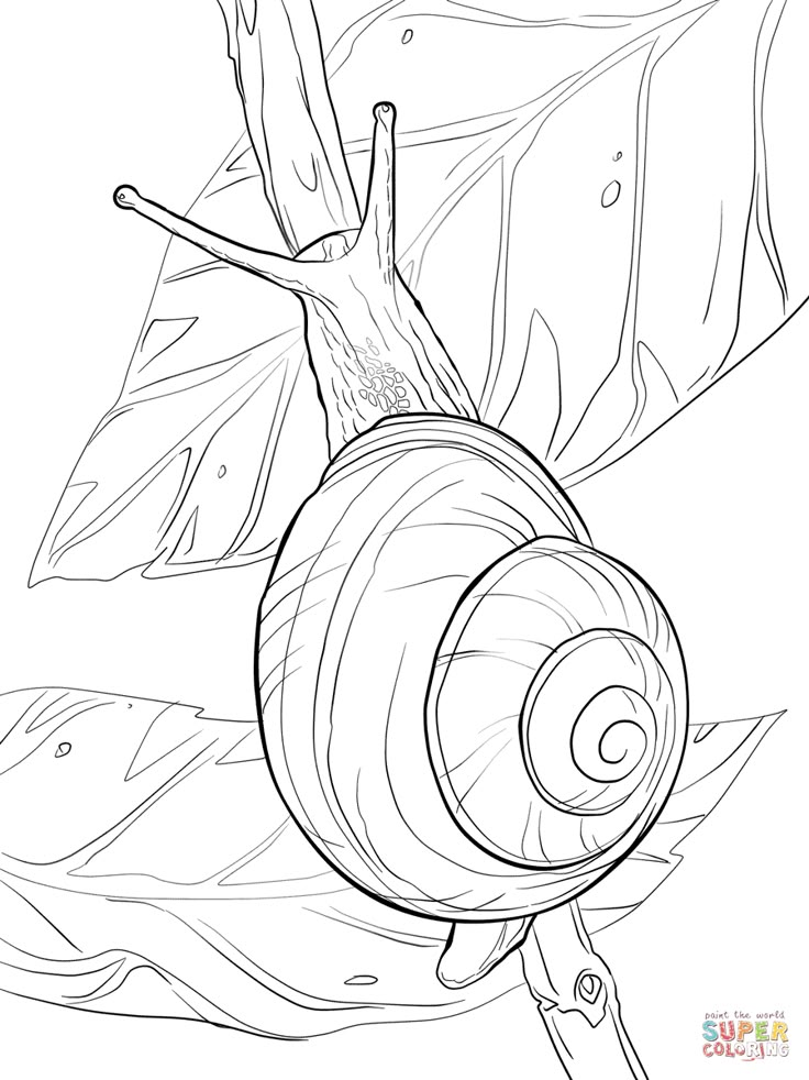 a snail crawling on top of a leaf in the forest coloring page for children and adults