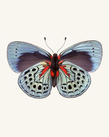 a blue and red butterfly sitting on top of a white surface with its wings open