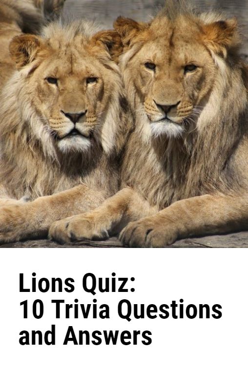 two lions sitting next to each other with the words lions quiz 10 trivia questions and answers