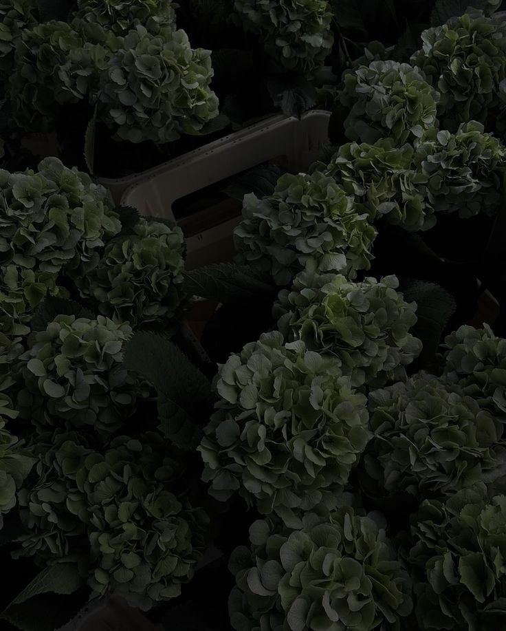 many green plants are growing together in the dark