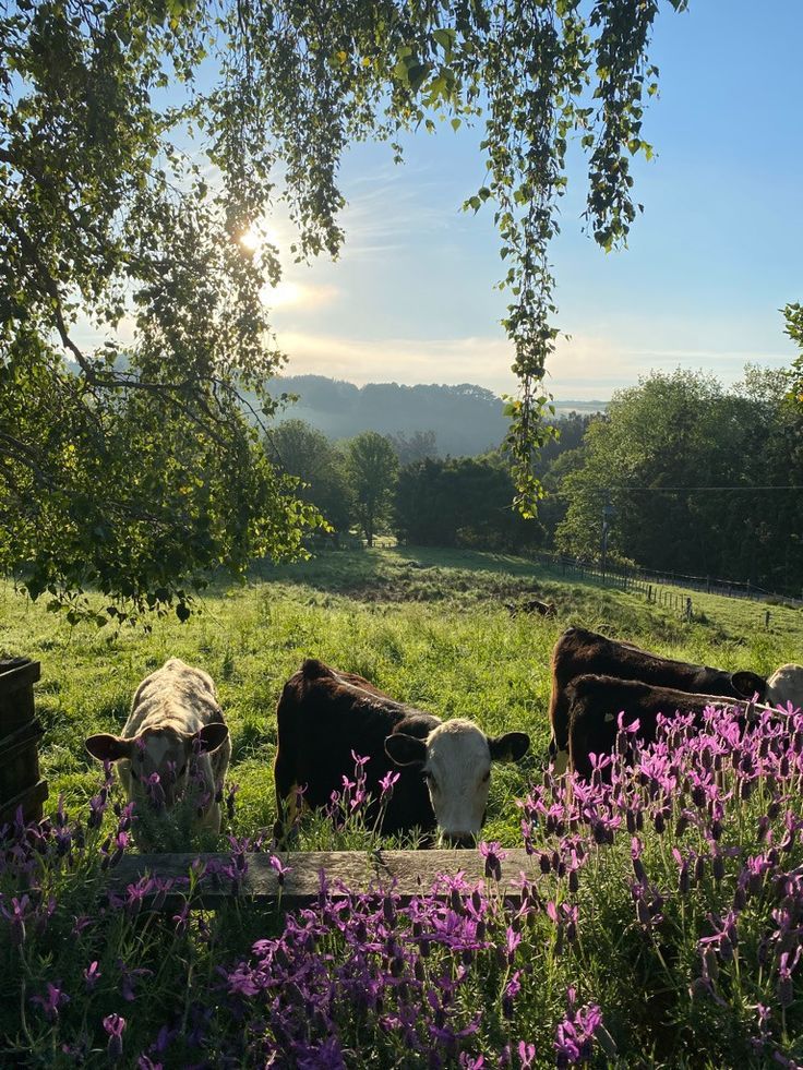 aesthetic cows lavender farm cottagecore trees sun clear skies grass paddock field Soft Life Era, Future Farms, Soft Life, Slow Life, Cottagecore Aesthetic, English Countryside, Future Life, Nature Aesthetic, Pretty Places