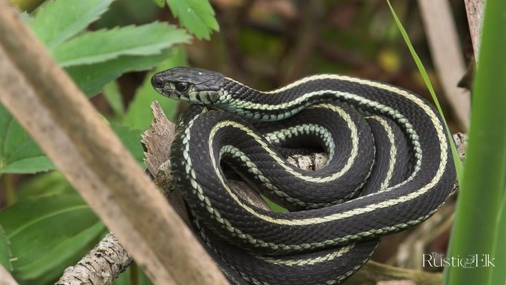 a black and white snake curled up on a branch