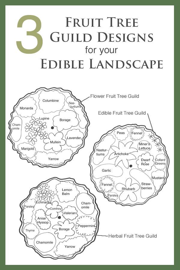 three fruit tree designs for your edible landscape