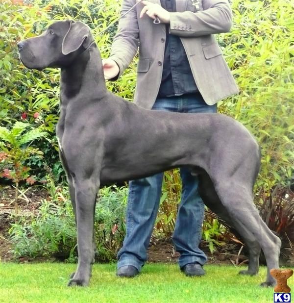 a man standing next to a large black dog on top of a lush green field