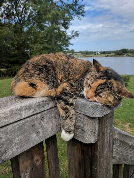 a calico cat sleeping on top of a wooden fence next to a body of water