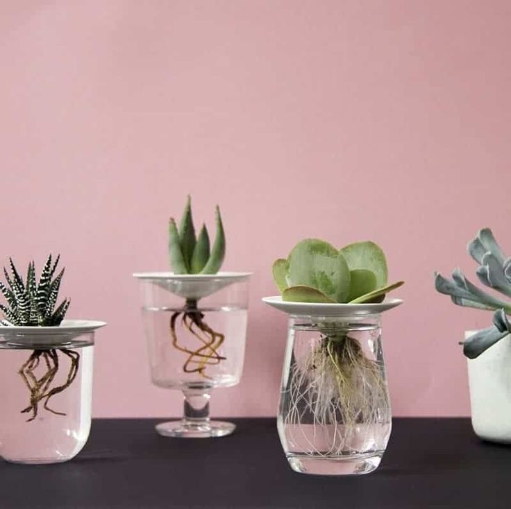 four glass vases with plants in them sitting on a table next to a pink wall