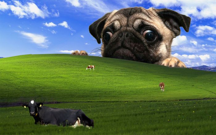 a pug dog looking over the top of a green hill with cows grazing on it