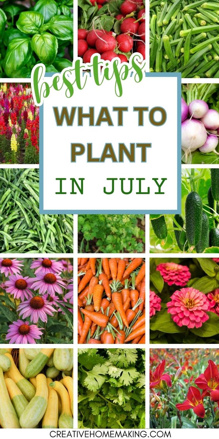 many different types of plants and flowers with the words best tips what to plant in july