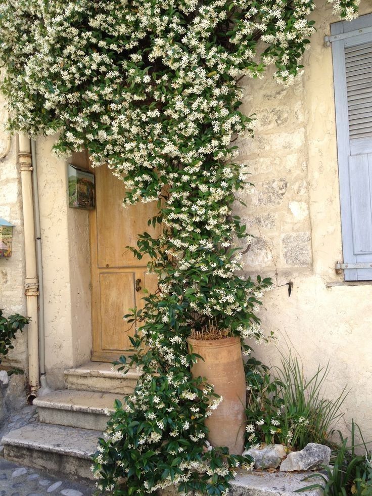 an old building with white flowers growing on it's side and a potted plant next to the door