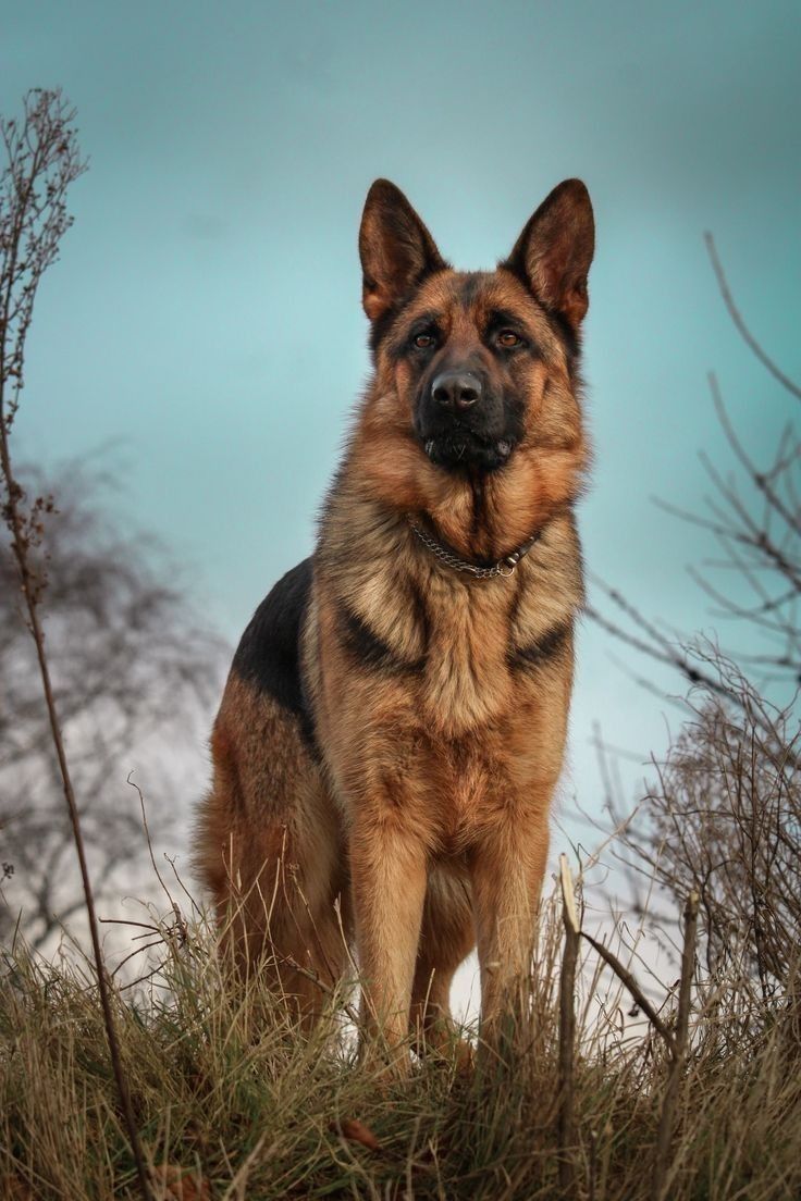 a german shepherd dog standing in the grass looking at the camera with his ears up