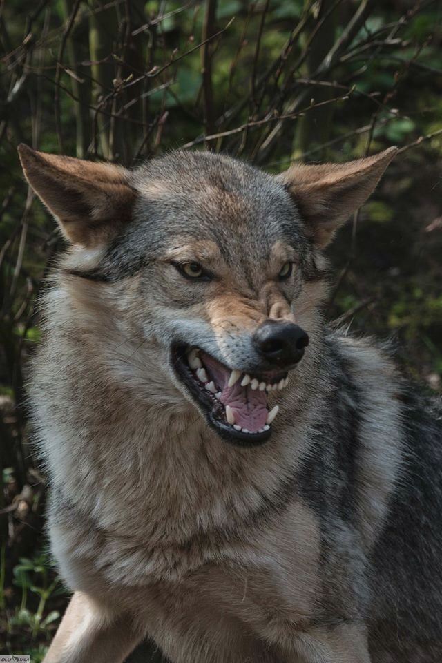 a wolf with it's mouth open and teeth wide open in front of some trees