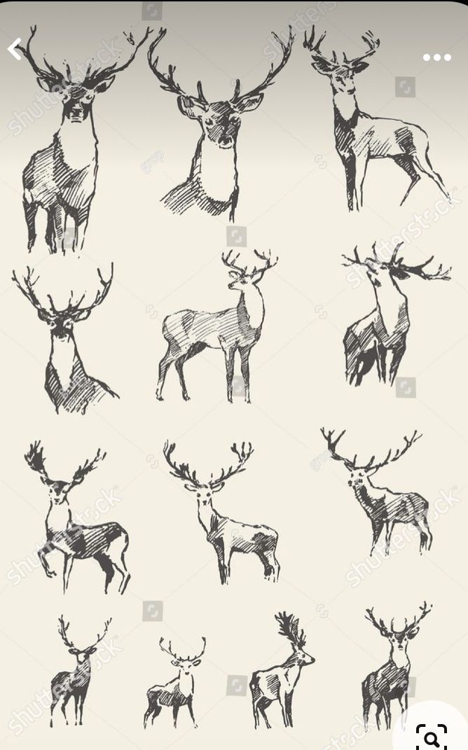 hand drawn deer silhouettes in various poses and sizes, including the head with large antlers