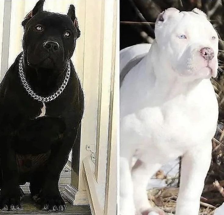 two pictures of dogs one is black and the other is white, both have chains on their collars