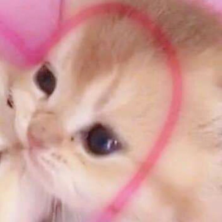 two small kittens cuddle together in front of a pink background with circles around them