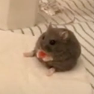 a gray rat sitting on top of a white pillow