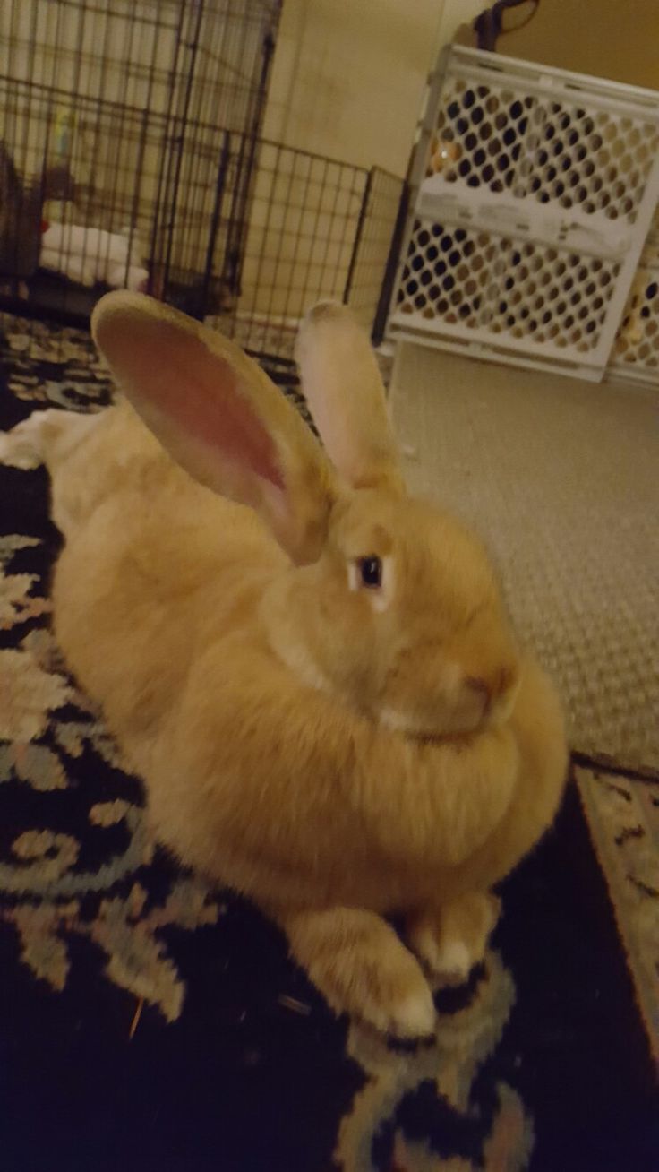 an orange rabbit sitting on top of a rug in front of a caged area