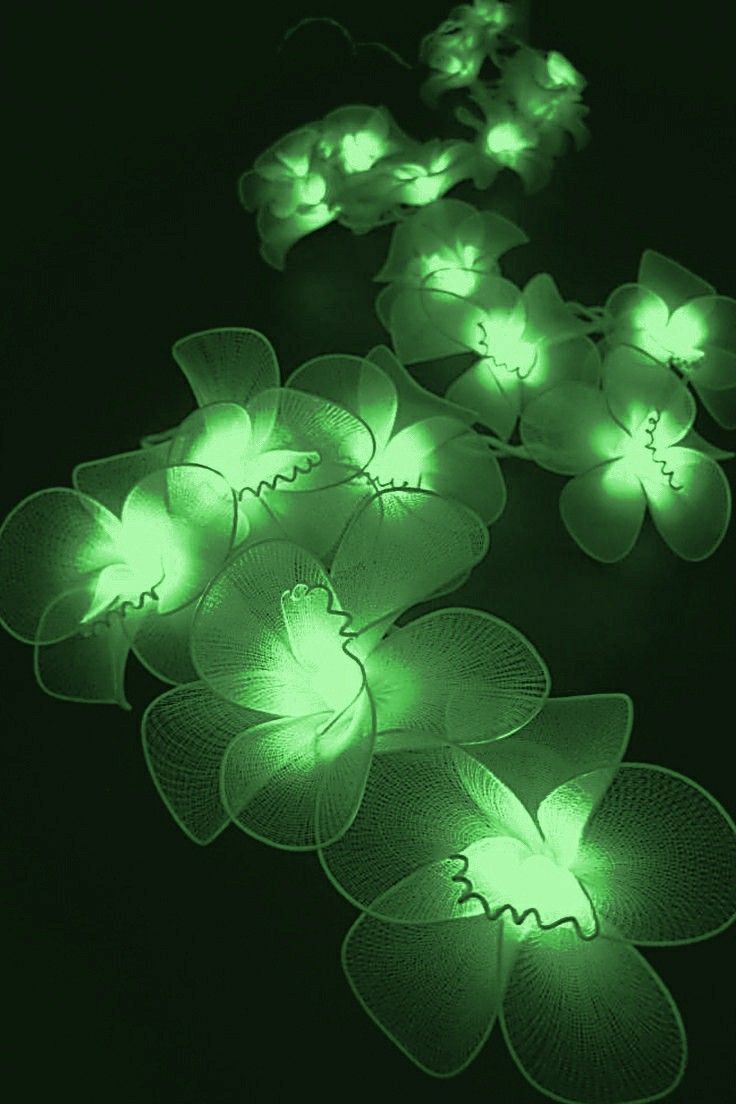 some green flowers that are glowing in the dark night light up with their petals glow brightly