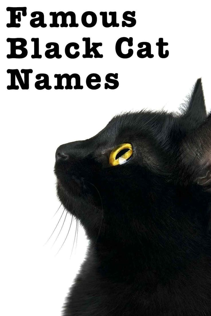 a black cat with the words famous black cat names on it's face and yellow eyes