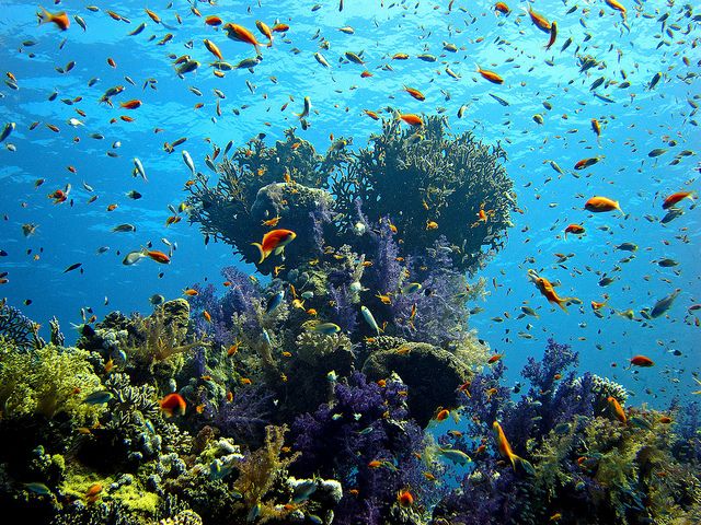 a large group of fish swimming over a coral reef in the ocean with blue water