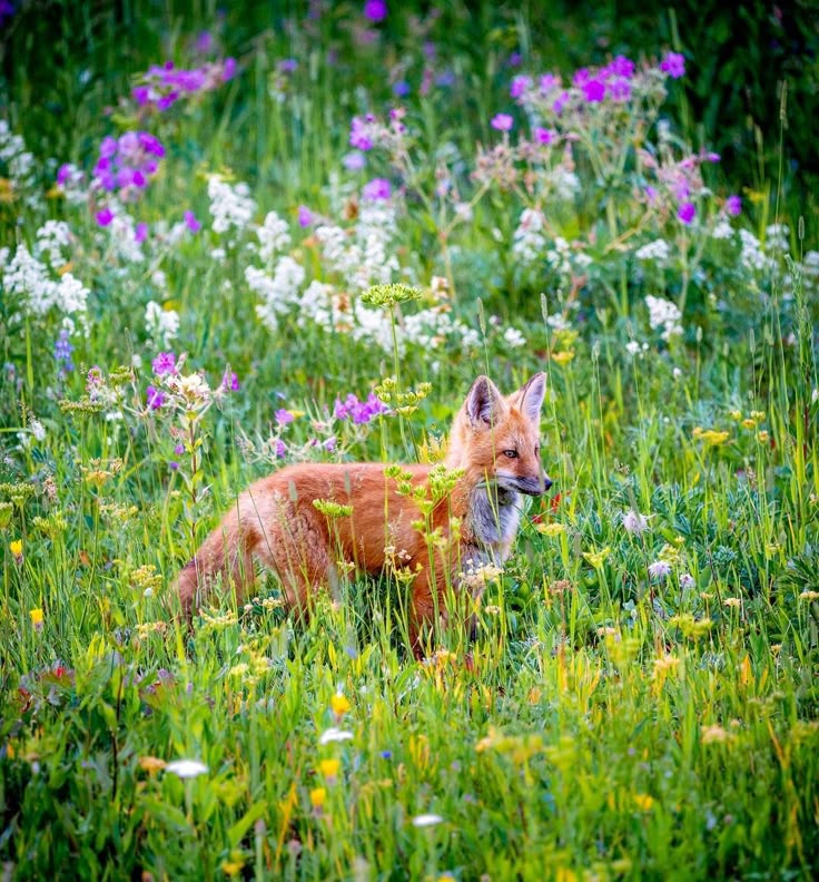 a red fox sitting in the middle of a field full of wildflowers and grass