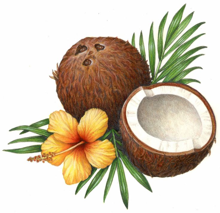 a watercolor painting of a coconut and flower