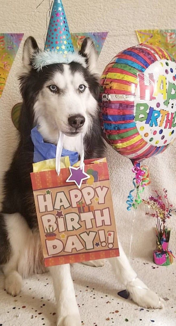 a dog wearing a birthday hat and holding a sign with the words happy birthday on it