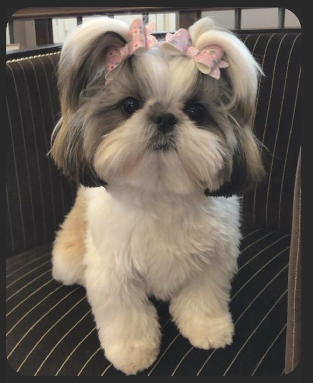 a small white dog sitting on top of a chair with pink bows in it's hair