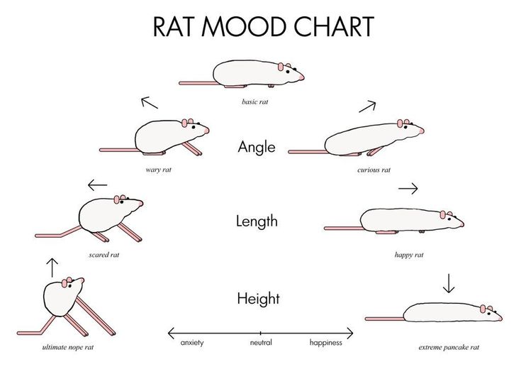 the rat mood chart is shown in this diagram