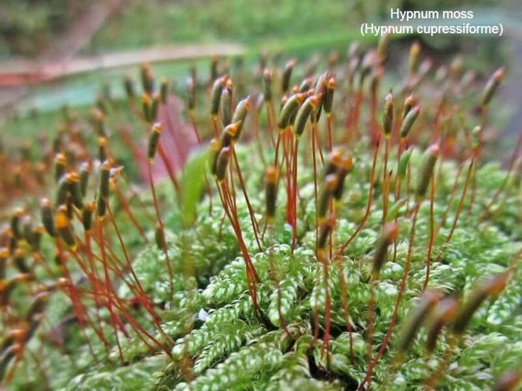 green moss growing on the side of a road with red and yellow flowers in it