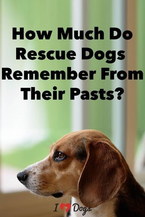 a brown and white dog with the words how much do rescue dogs remember from their pasts?