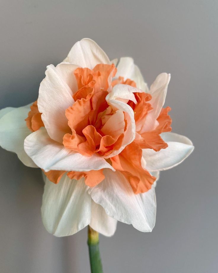 an orange and white flower in a vase