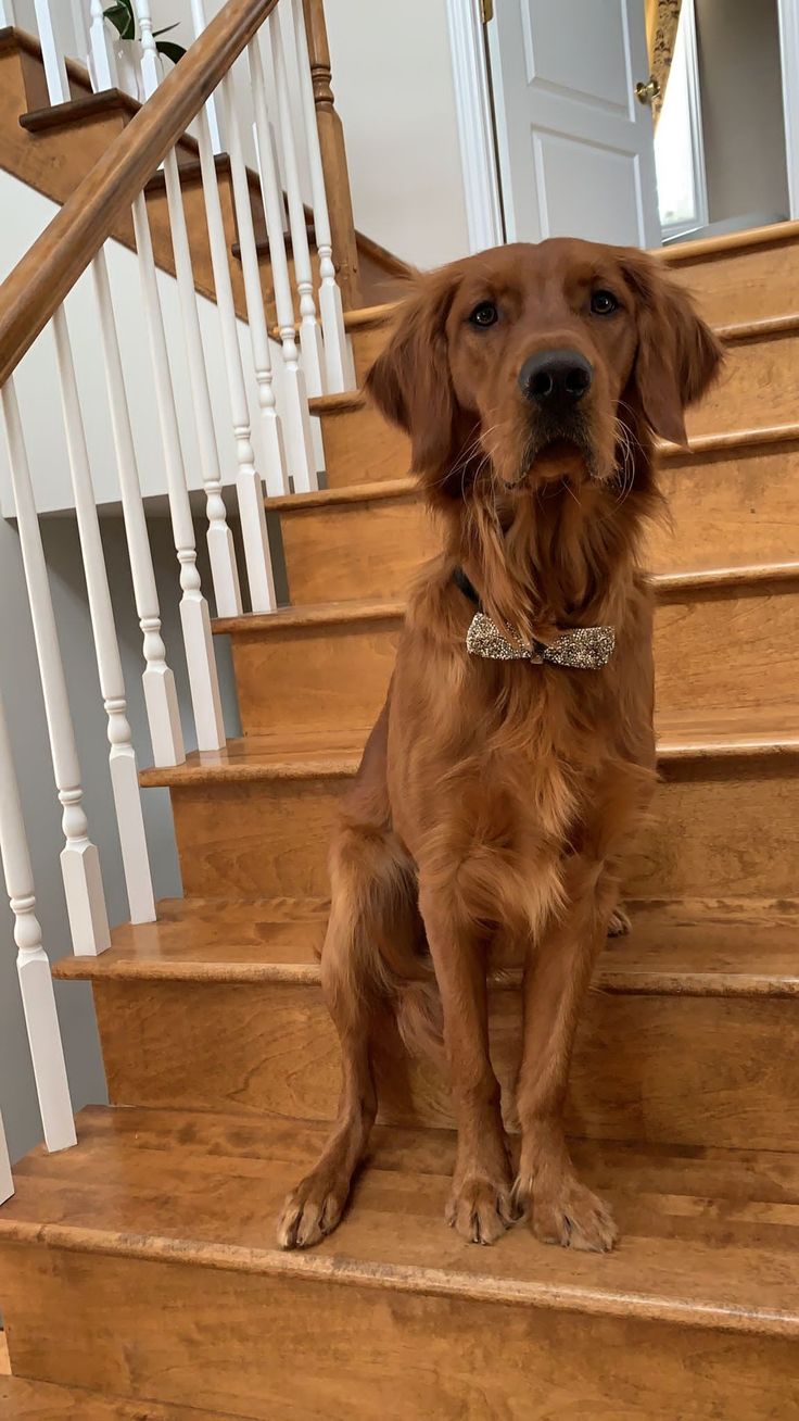 a brown dog sitting on top of a set of stairs next to a banister