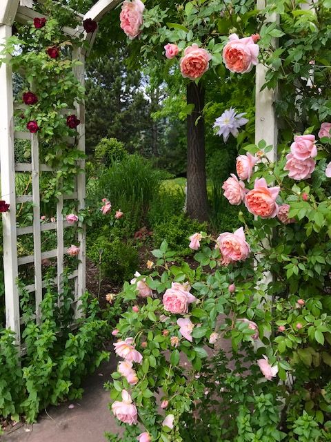 pink roses are blooming on the arbors in an english country garden with white trellis