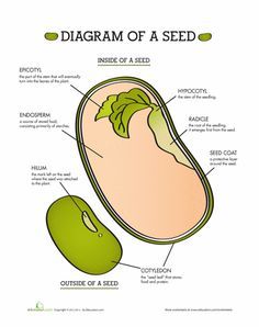 diagram of a seed and its parts