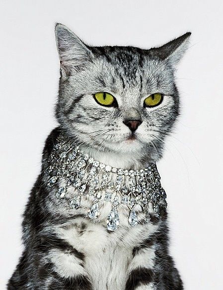 a gray and white cat with yellow eyes wearing a silver collared necktie that has diamonds on it