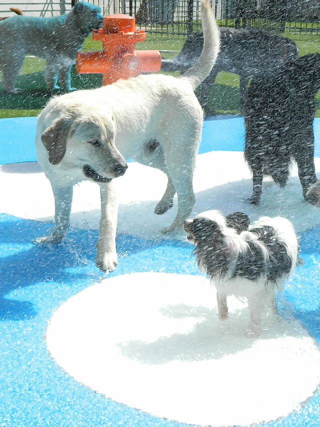 three dogs are playing in the water fountain