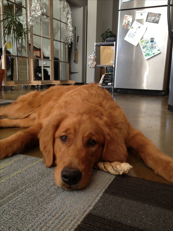 a large brown dog laying on top of a rug