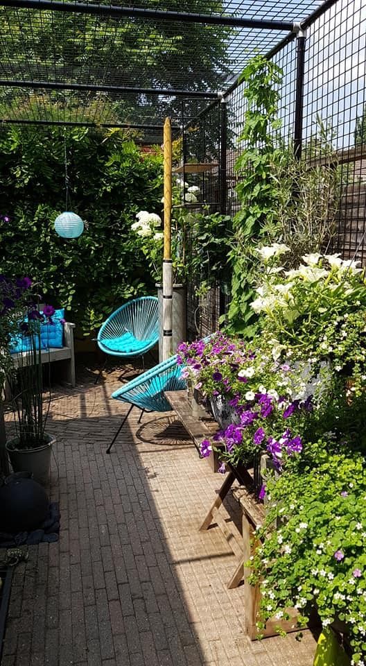 an outdoor patio with lots of plants and flowers in the back yard, along with blue chairs