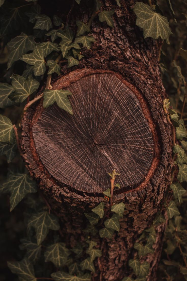 a tree that has been cut down and is surrounded by leaves