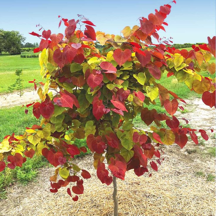 a small tree with red, yellow and green leaves on it in the middle of a field