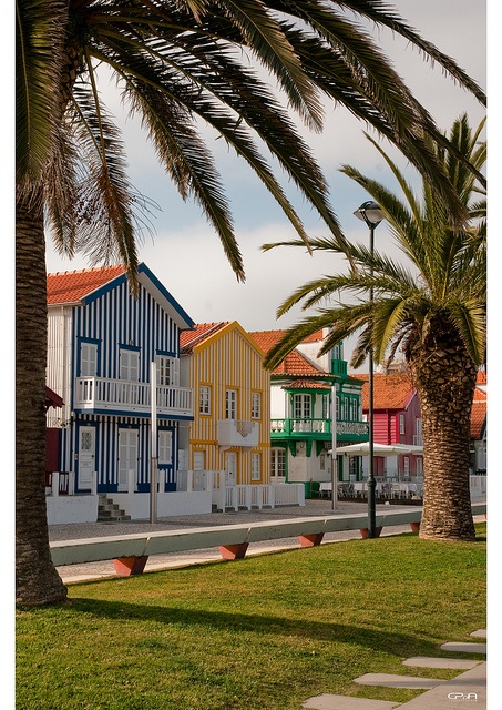 a row of colorful houses next to a palm tree