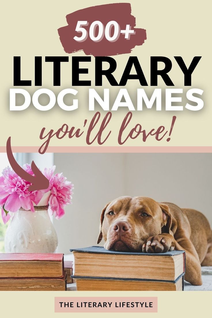 a dog laying on top of a pile of books with the title 500 + library dog names you'll love