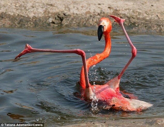 two flamingos in the water playing with each other