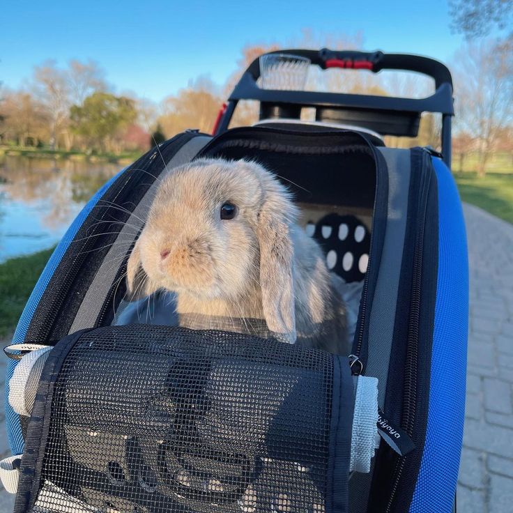 a small rabbit sitting in the back of a blue car