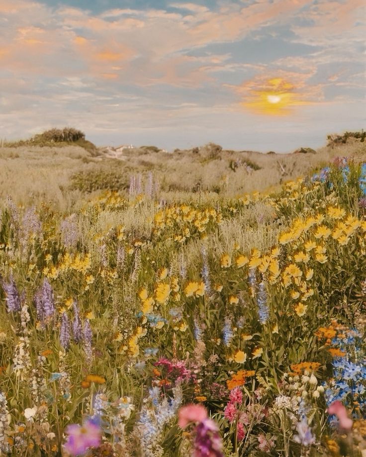 a field full of wildflowers under a cloudy sky with the sun in the distance